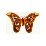 Attacus Atlas Moth illustrated  (Print Only) thumbnail
