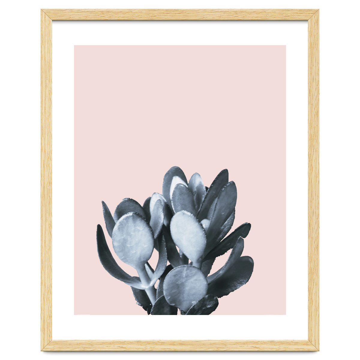 Cactus collection BL-II