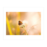 Butterfly (Print Only) thumbnail