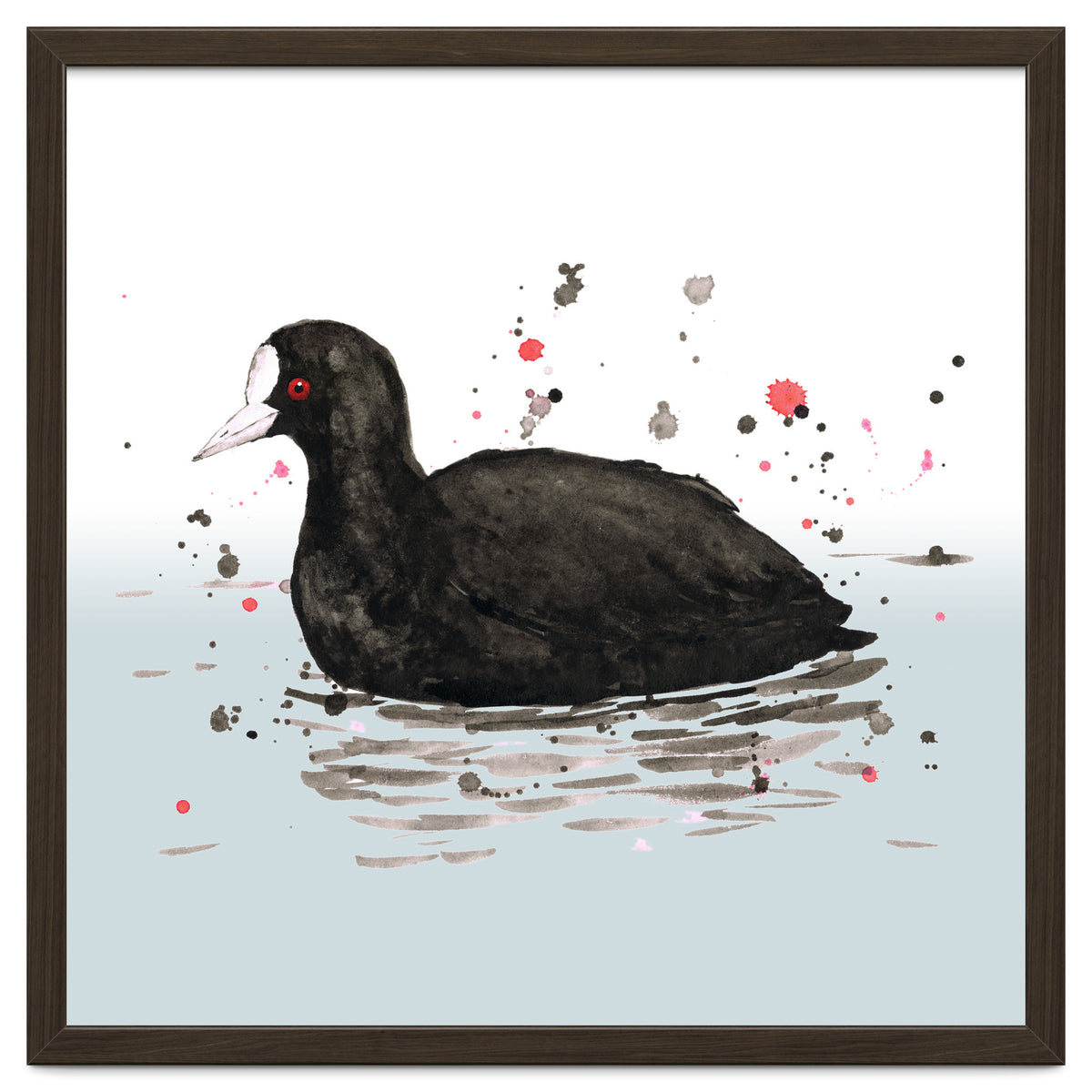 Common coot