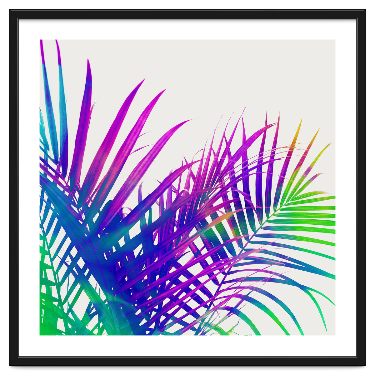 Colorful Palm