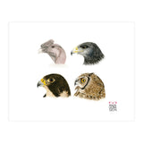 Profile raptors (Print Only) thumbnail