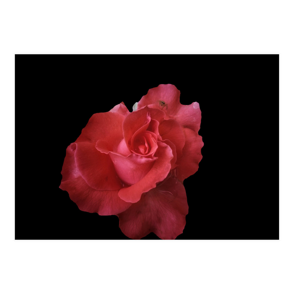 Coral Rose (Print Only)