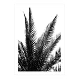 Black and White (Print Only) thumbnail
