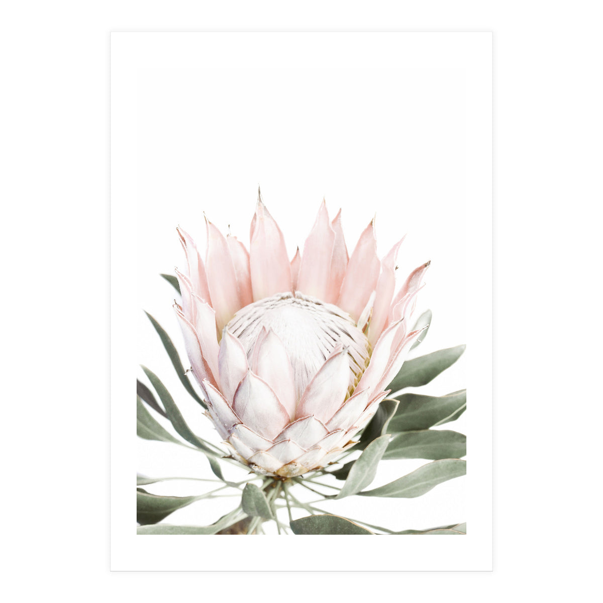 Blush Protea Flower (Print Only)