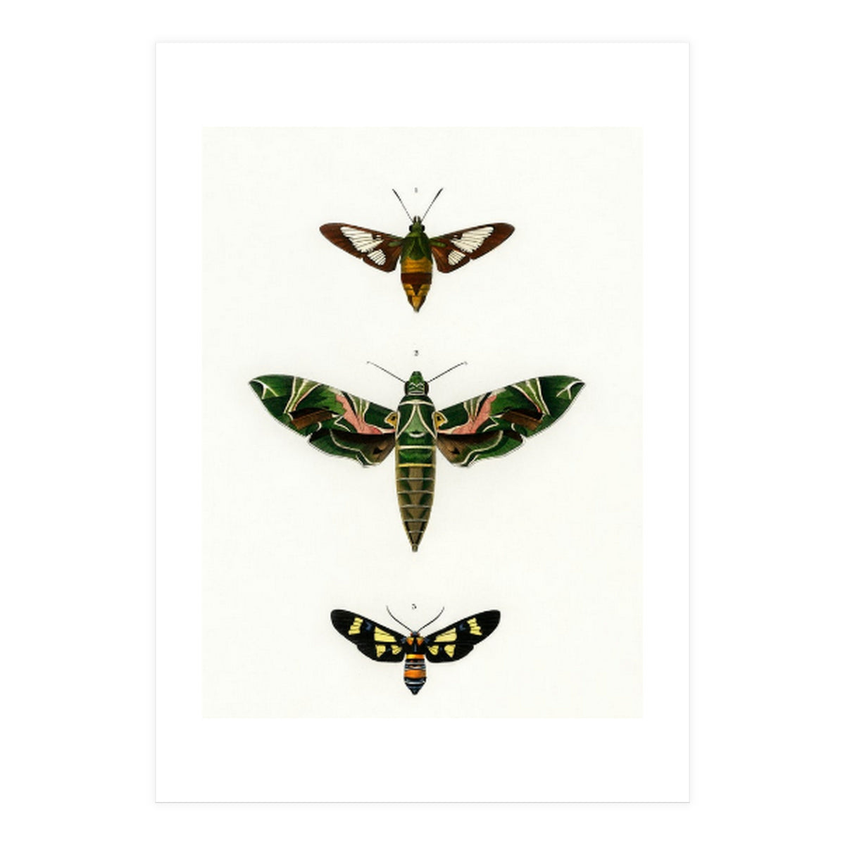 Different types of moths illustrated  (Print Only)