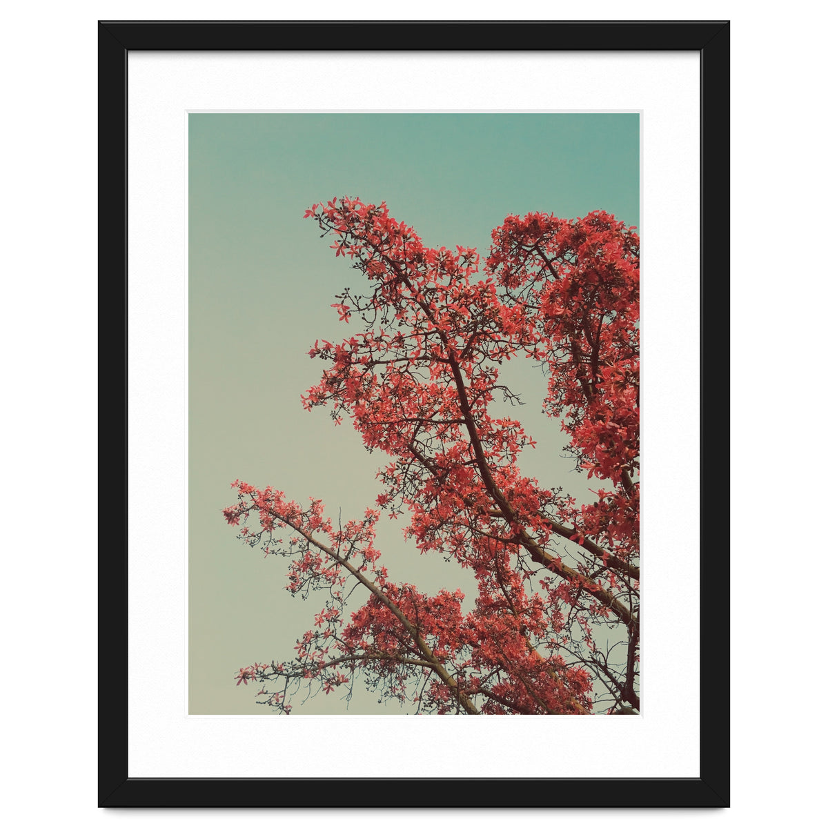 Red blossoms
