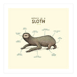 Anatomy Of A Sloth (Print Only) thumbnail
