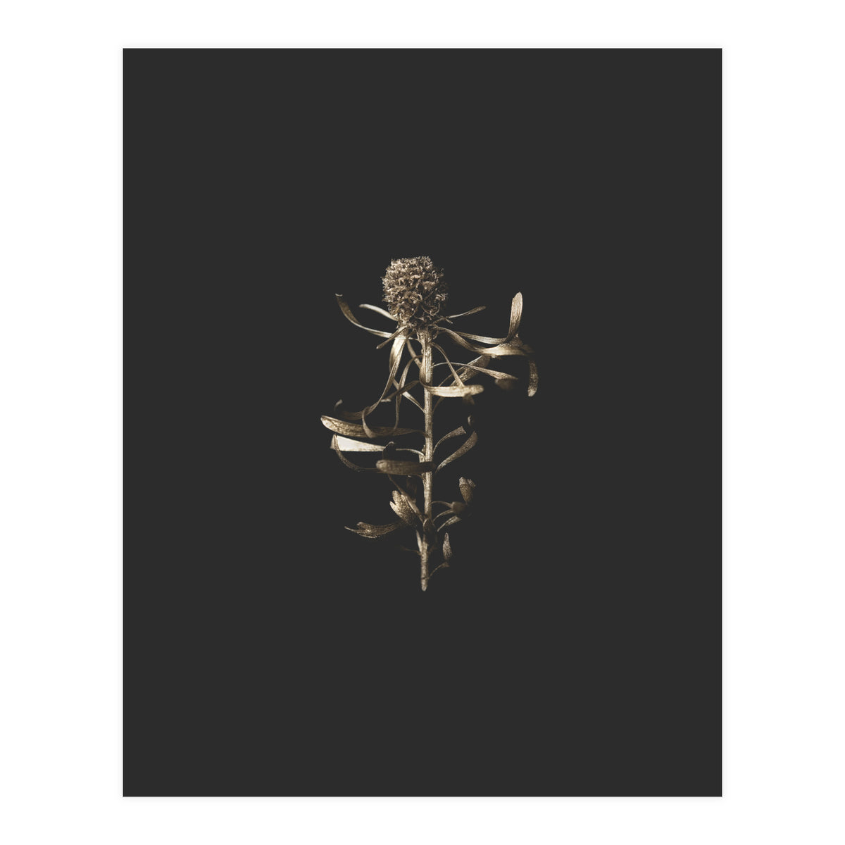 Golden Botanicals (Print Only)