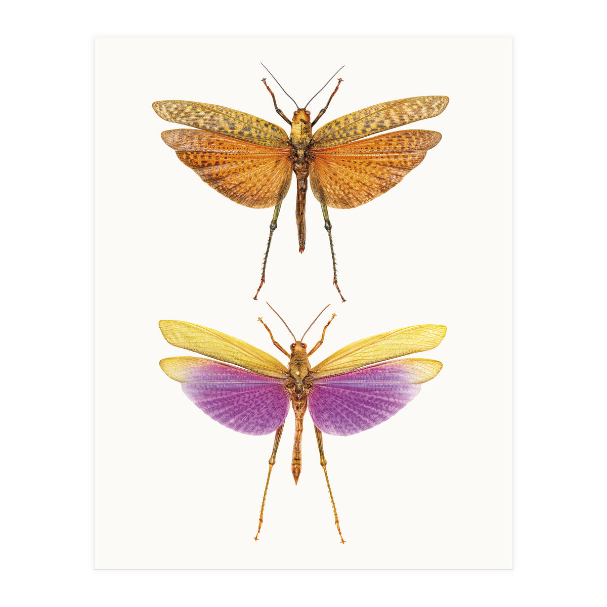 Cc Insects 01 (Print Only)