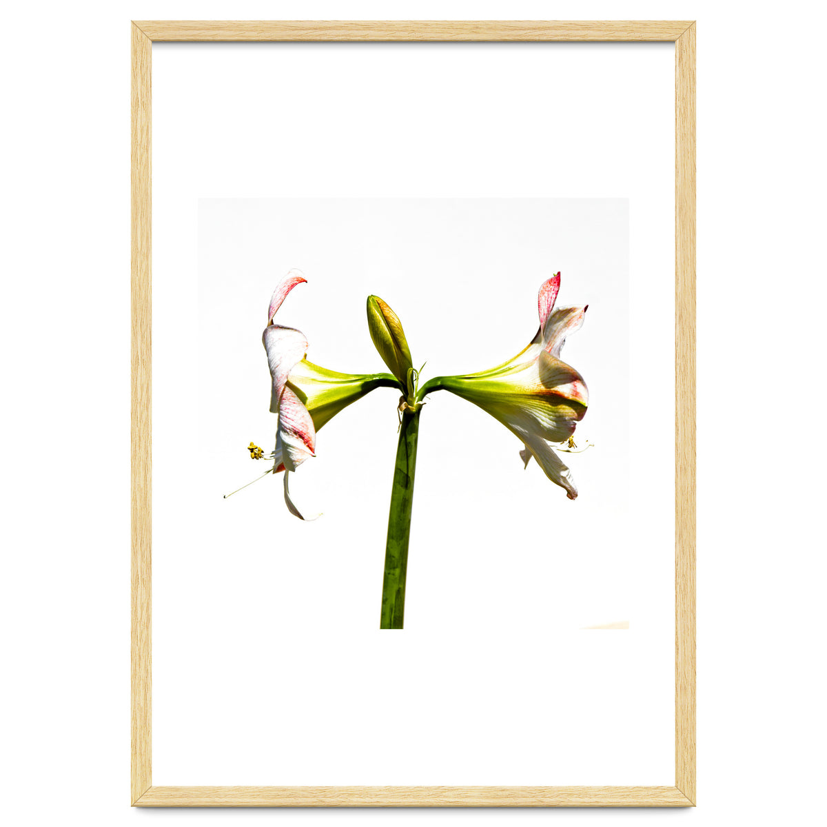 Amaryllis 3