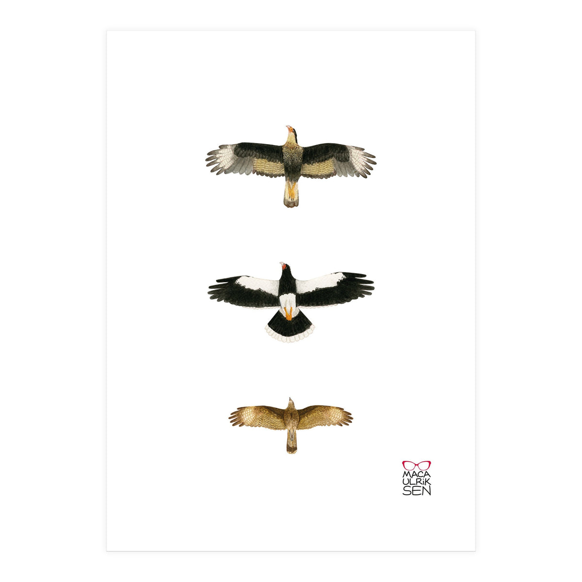 Falconidae n.2 (Print Only)
