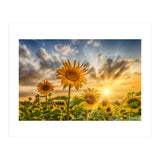 Lovely sunflowers in sunset (Print Only) thumbnail
