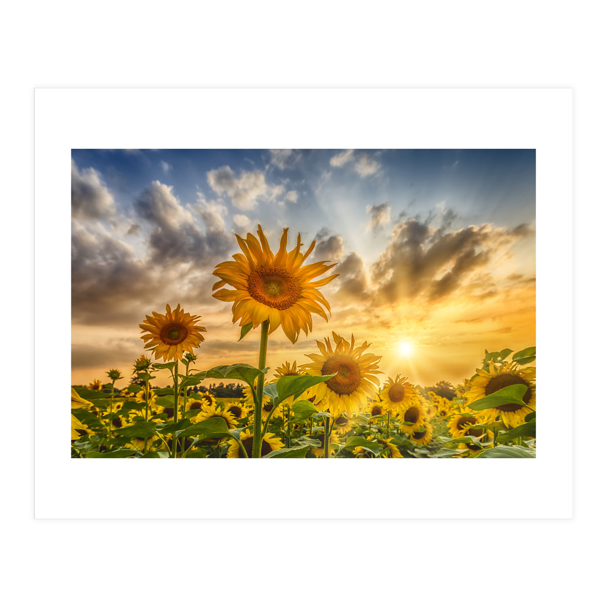 Lovely sunflowers in sunset (Print Only)