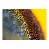Bumblebee (Print Only) thumbnail