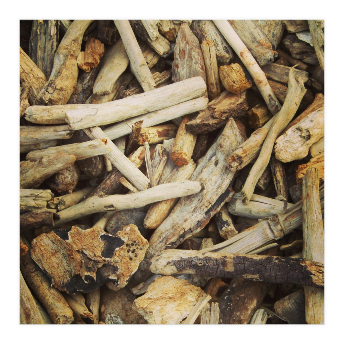Driftwood (Print Only)