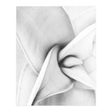 Agave plant (Print Only) thumbnail