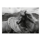 Horses In The Sky (Print Only) thumbnail