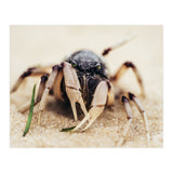 Almond Beach (Print Only) thumbnail