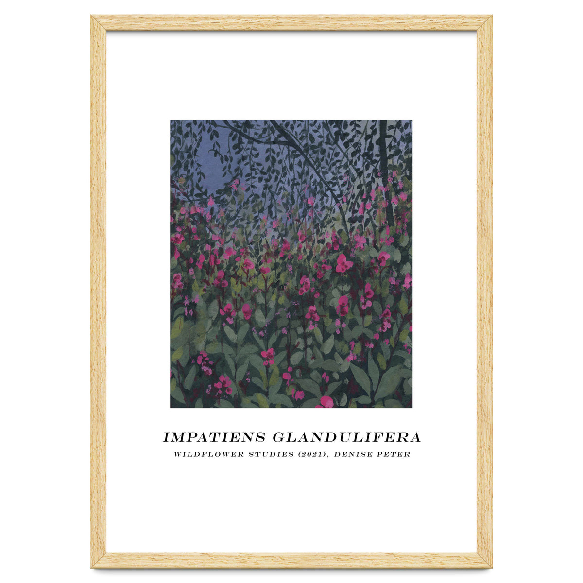 Impatiens Glandulifera