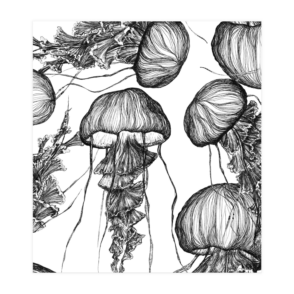 jellyfish (Print Only)