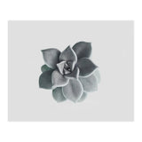 Succulent (Print Only) thumbnail