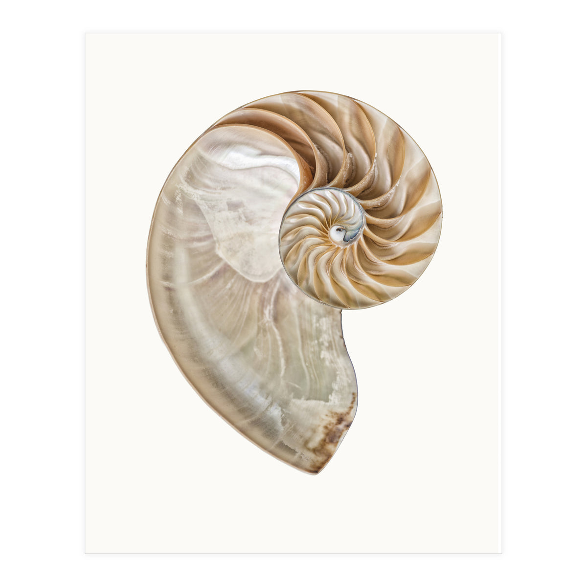 Cc Shell 02 (Print Only)