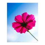 RED FLOWER (Print Only) thumbnail