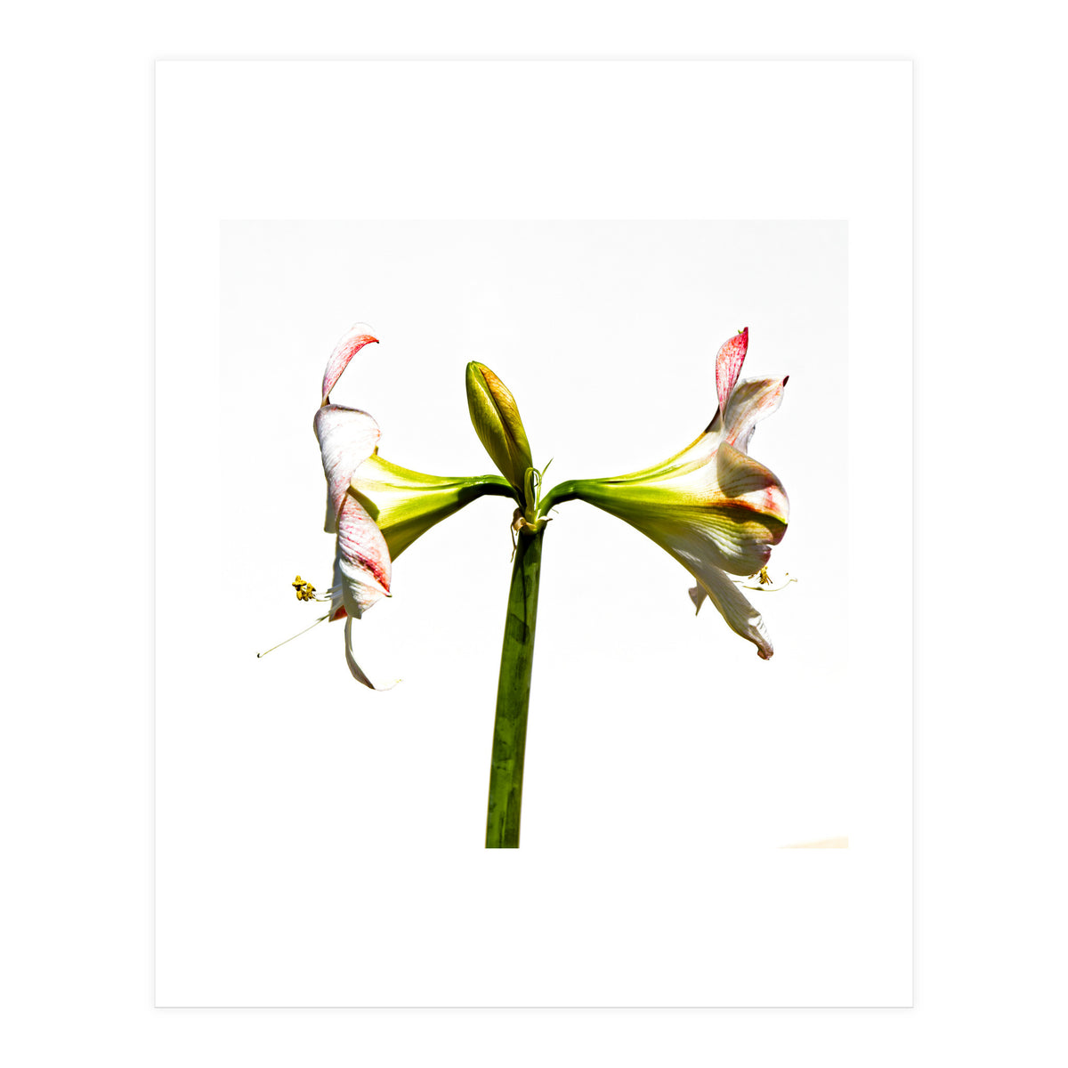 Amaryllis 3 (Print Only)
