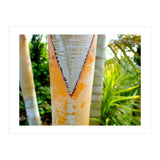 Palm V (Print Only) thumbnail