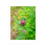 Eye Bud (Print Only) thumbnail