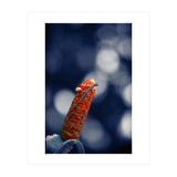 Red Ginger Flower (Print Only) thumbnail