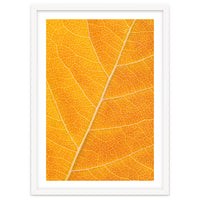 Autumn Leaf