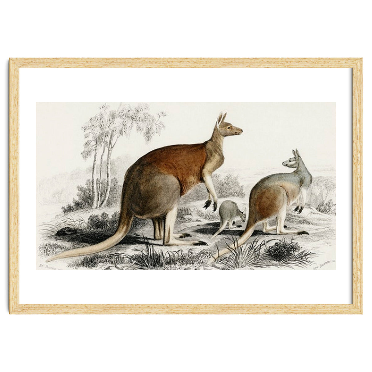 The red kangaroo illustrated