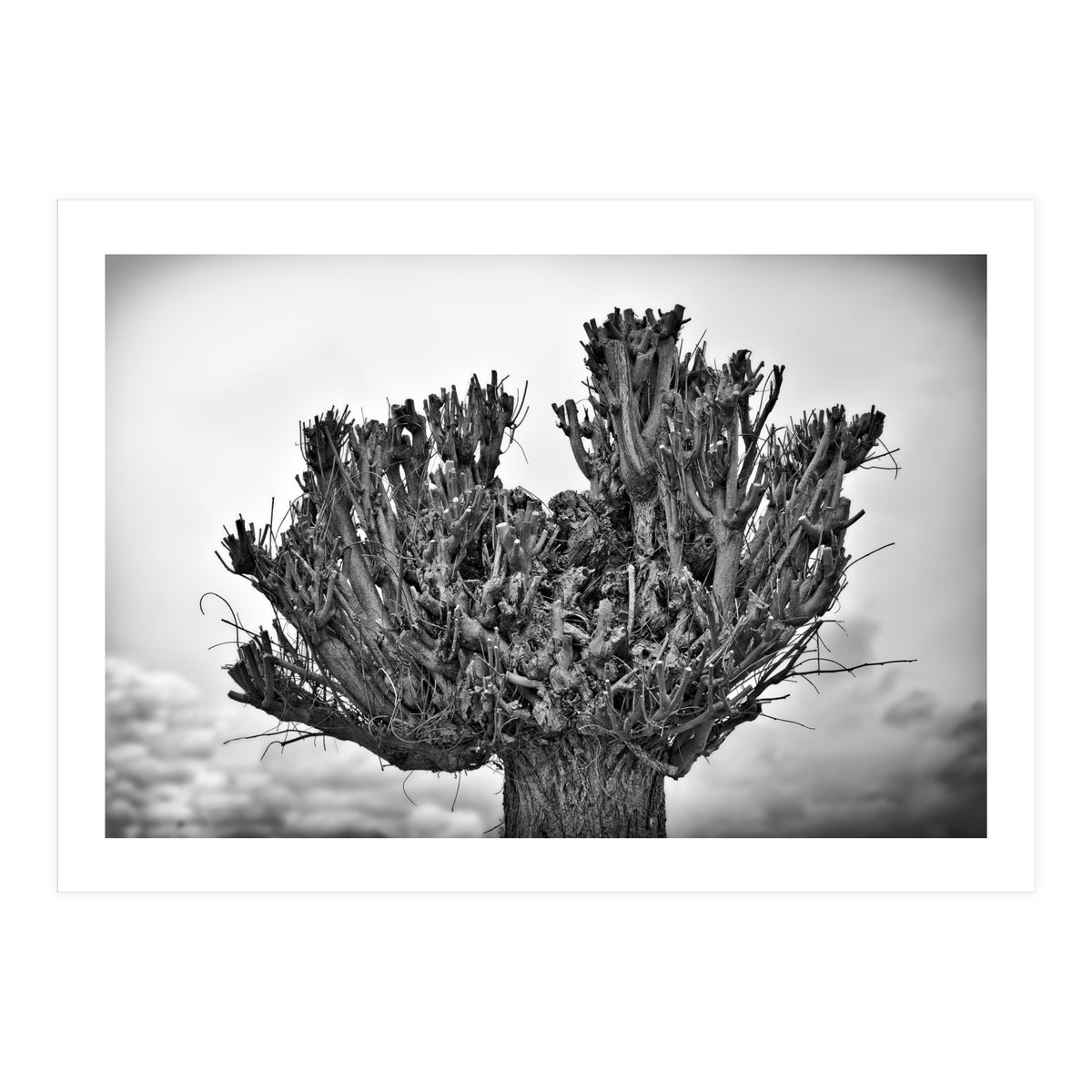 Cut down tree top (Print Only)