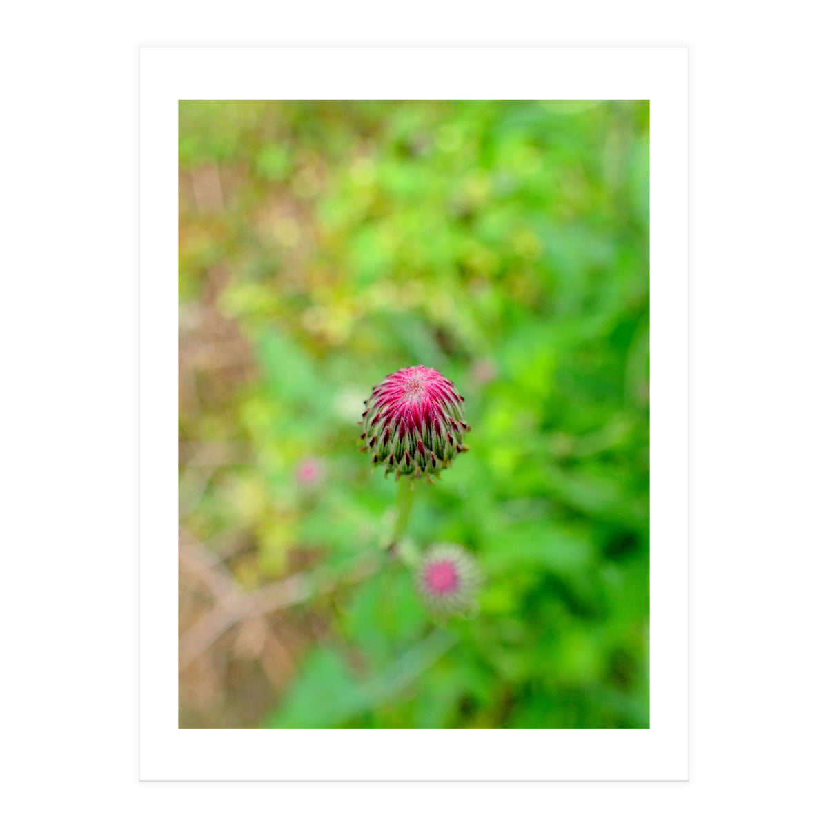 Eye Bud (Print Only)