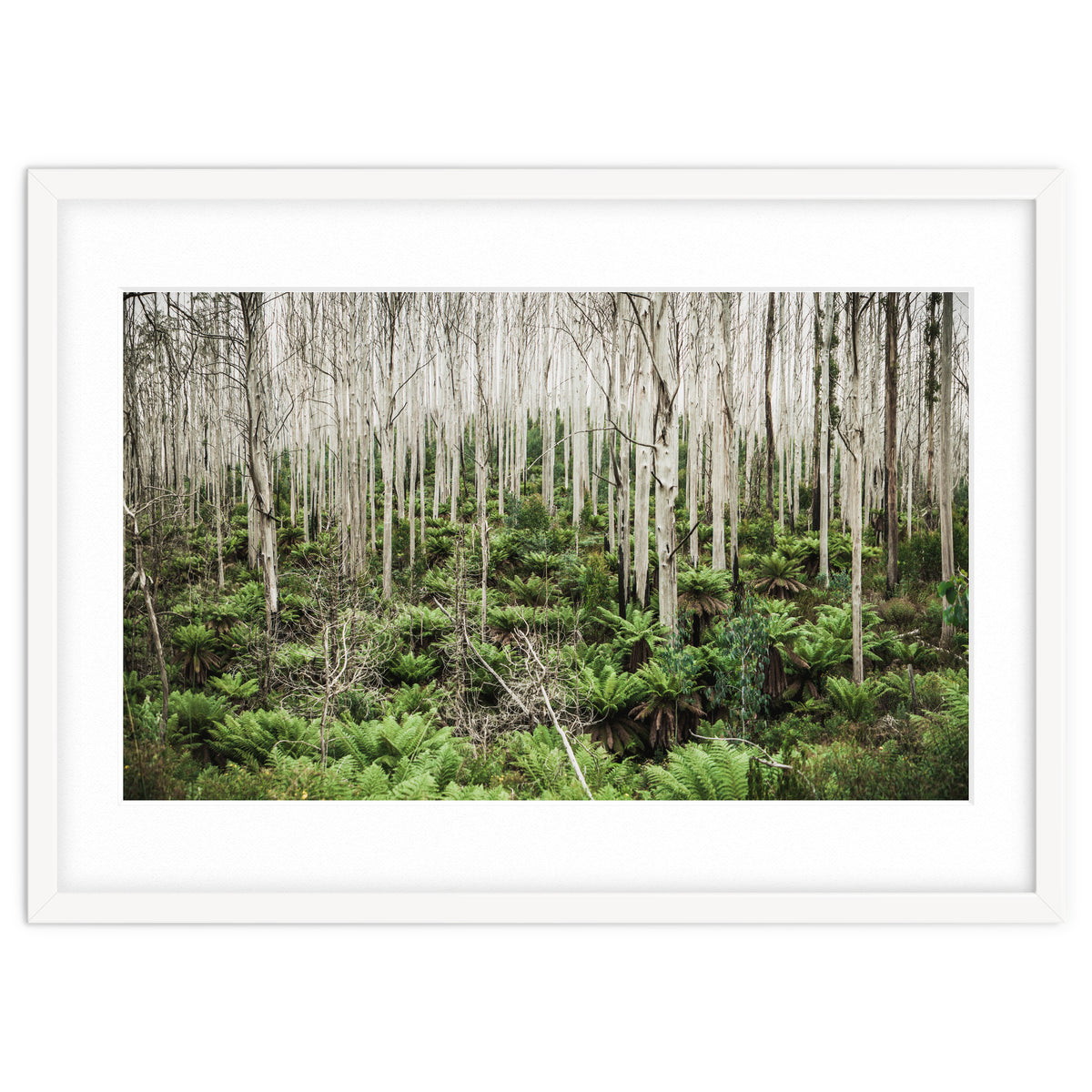 Forest After The Fire