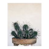 cactus nature XI (Print Only) thumbnail