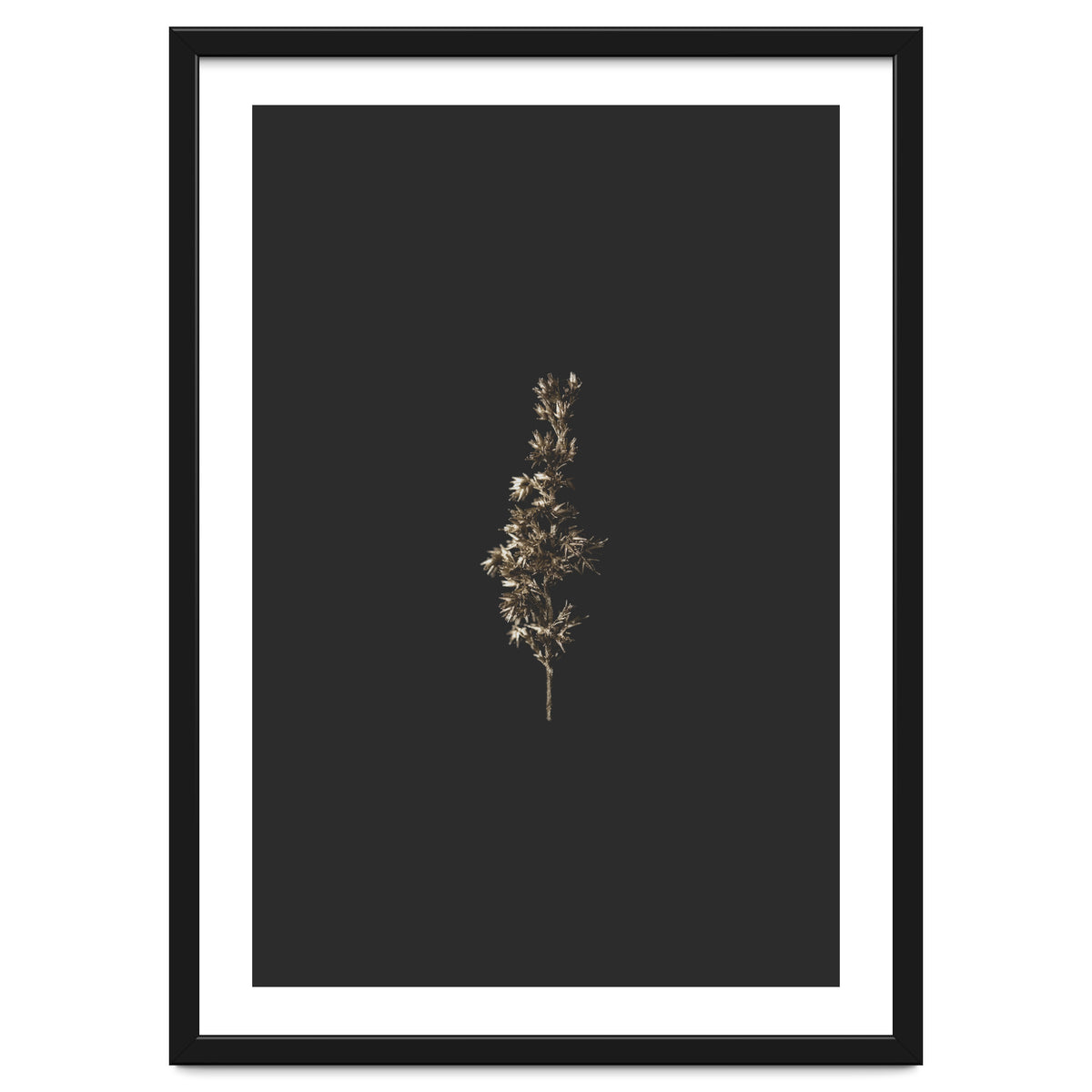 Gold Rush Botanicals