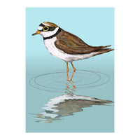 Little ringed  plover (Print Only)