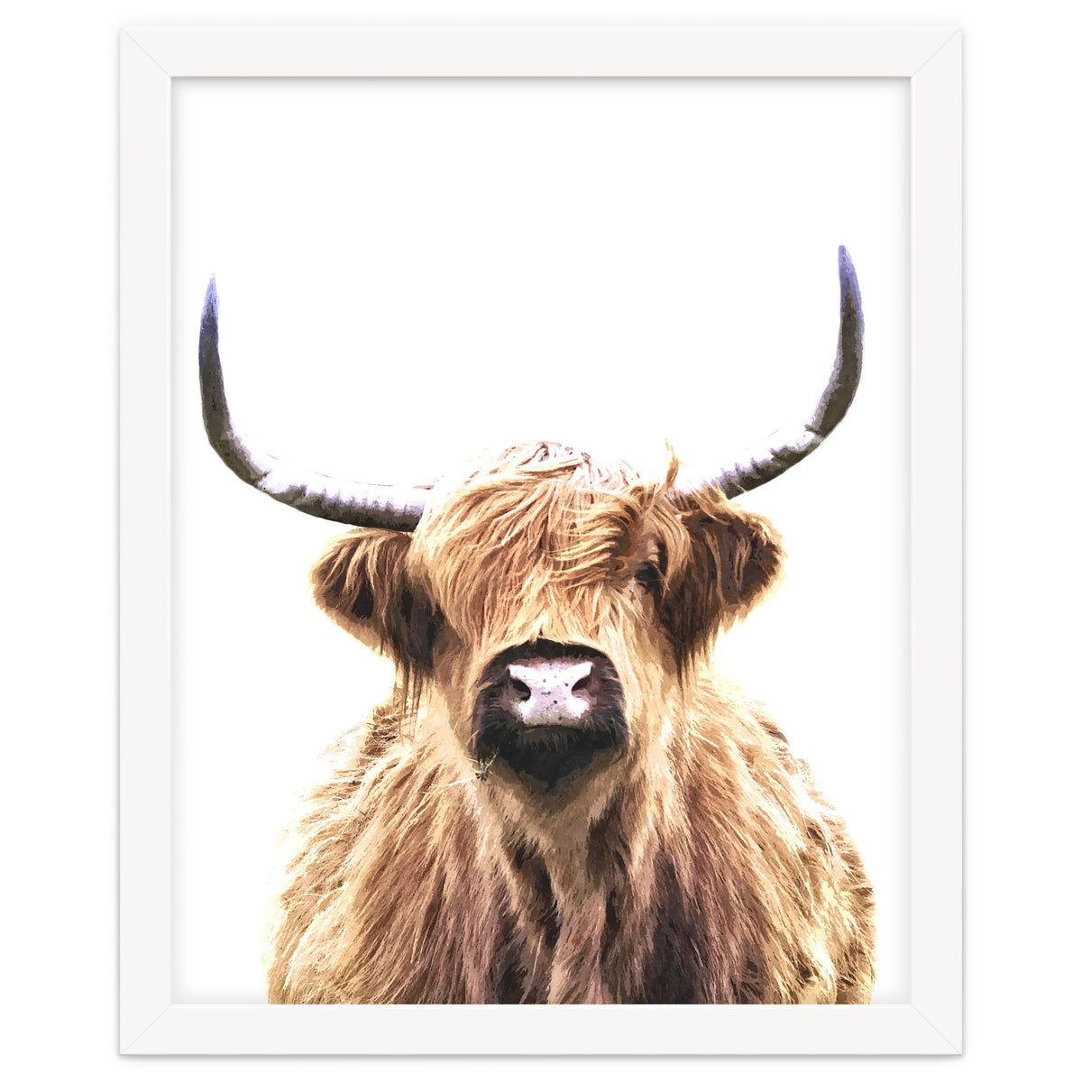 Highland Cow Portrait