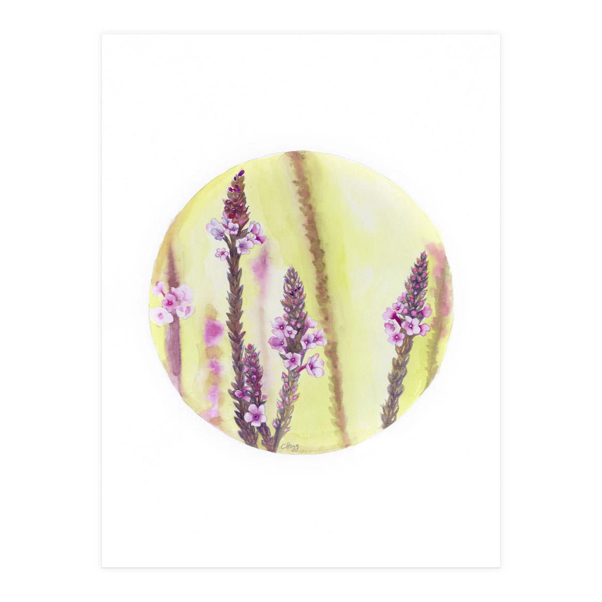 Circular Verbena (Print Only)
