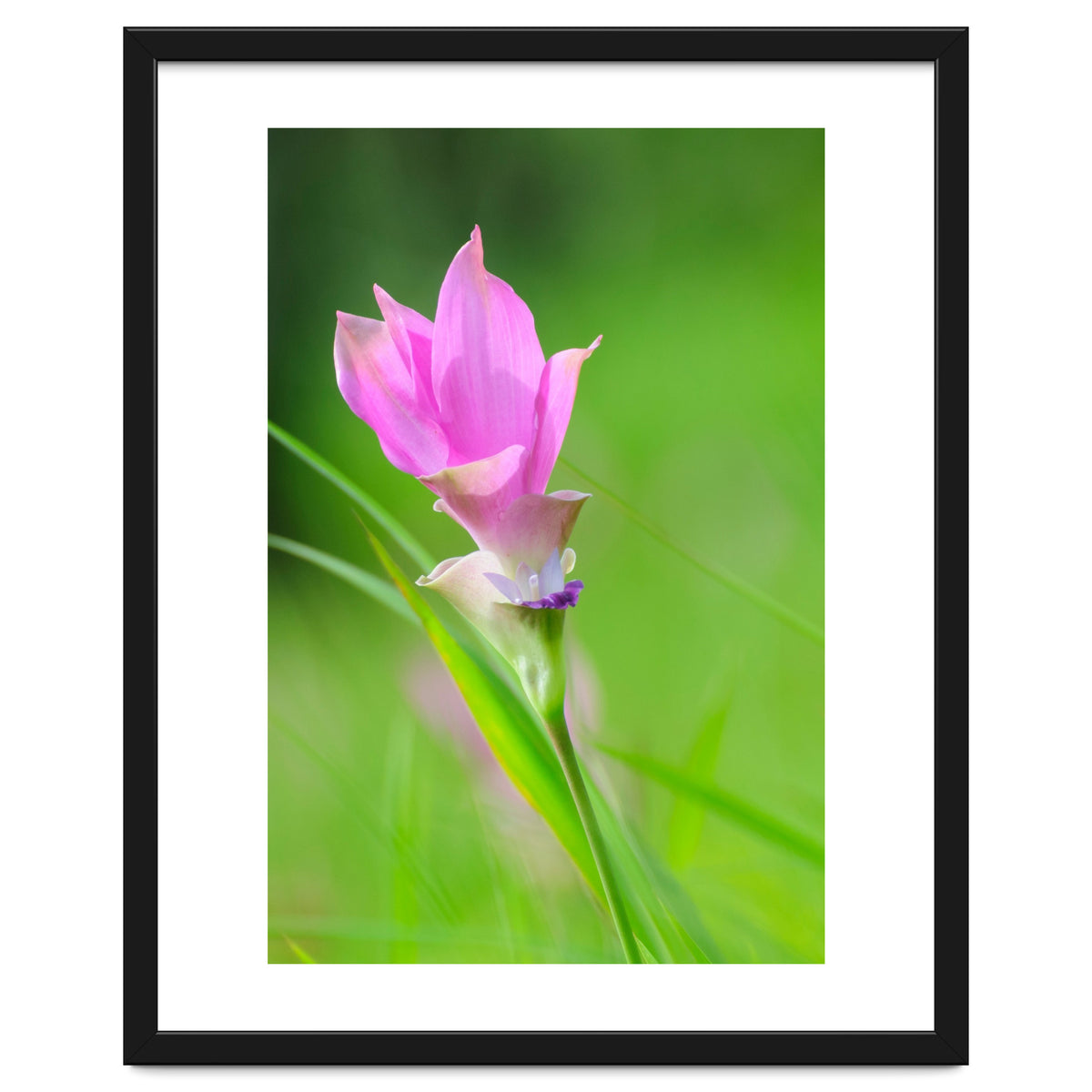 Nature 4000x6000 (12)