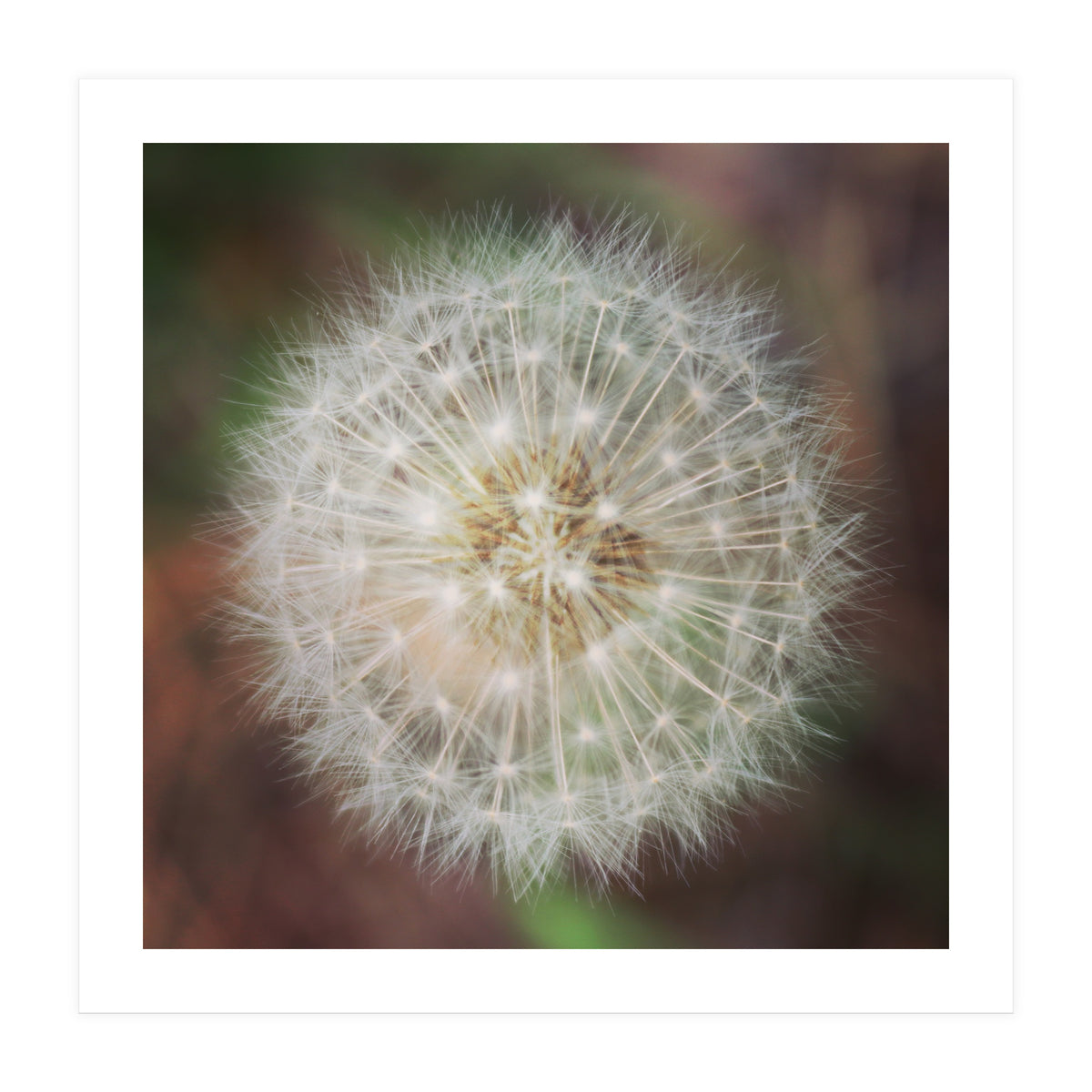 dandelion clock (Print Only)