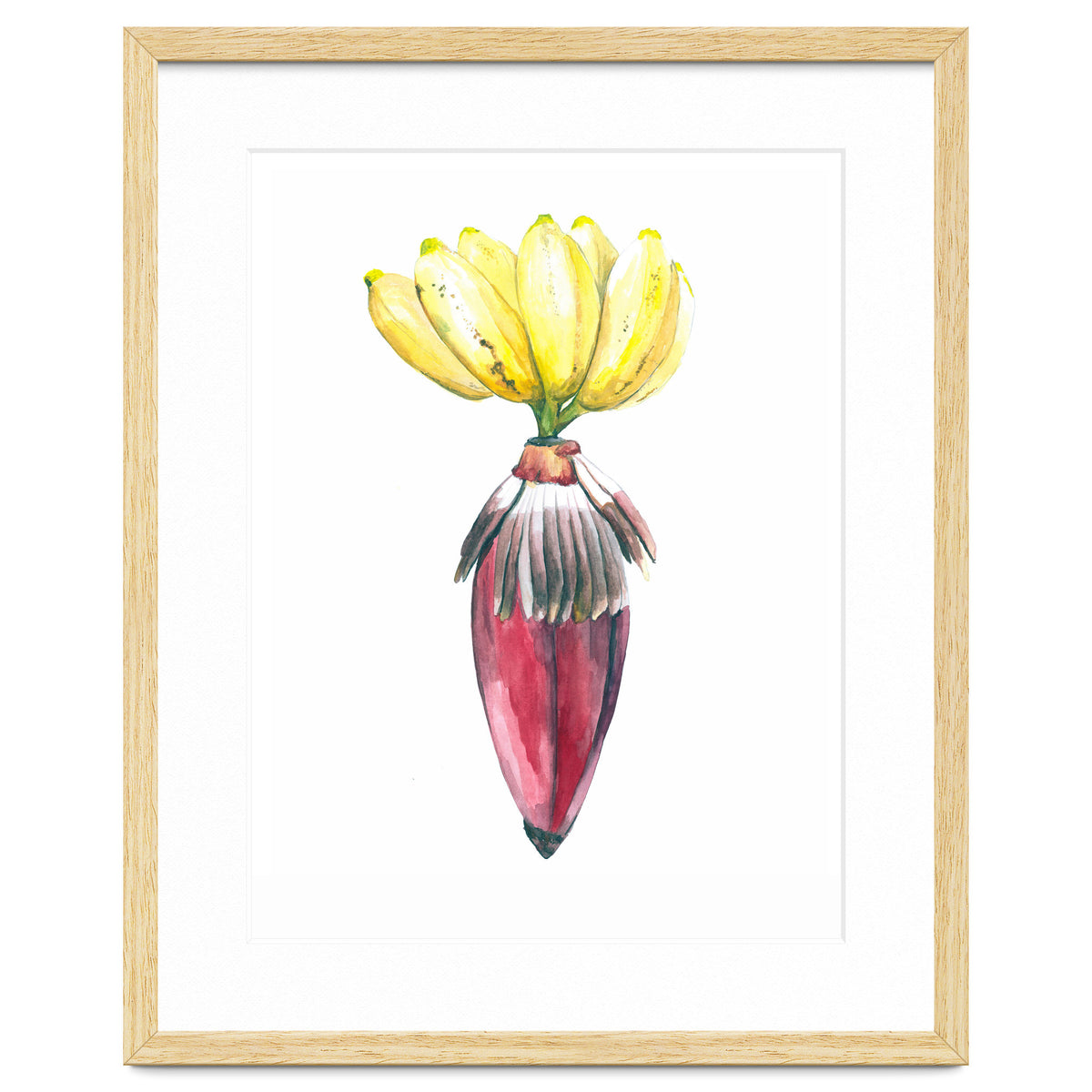 Botanical Illustration Banana