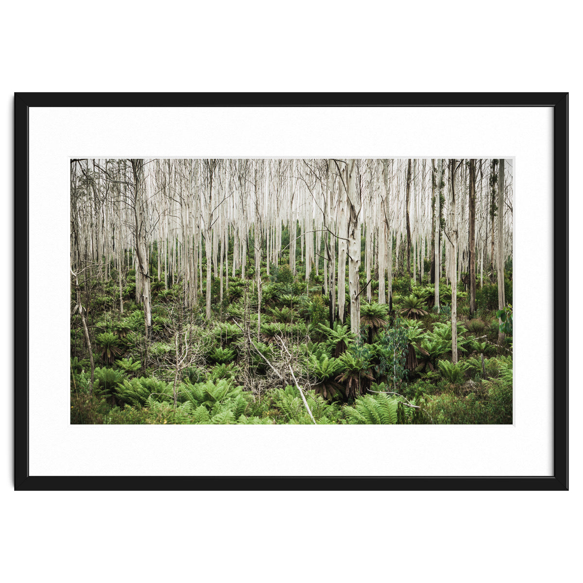 Forest After The Fire