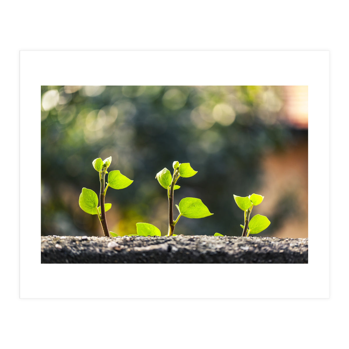 Plant in Nature (Print Only)