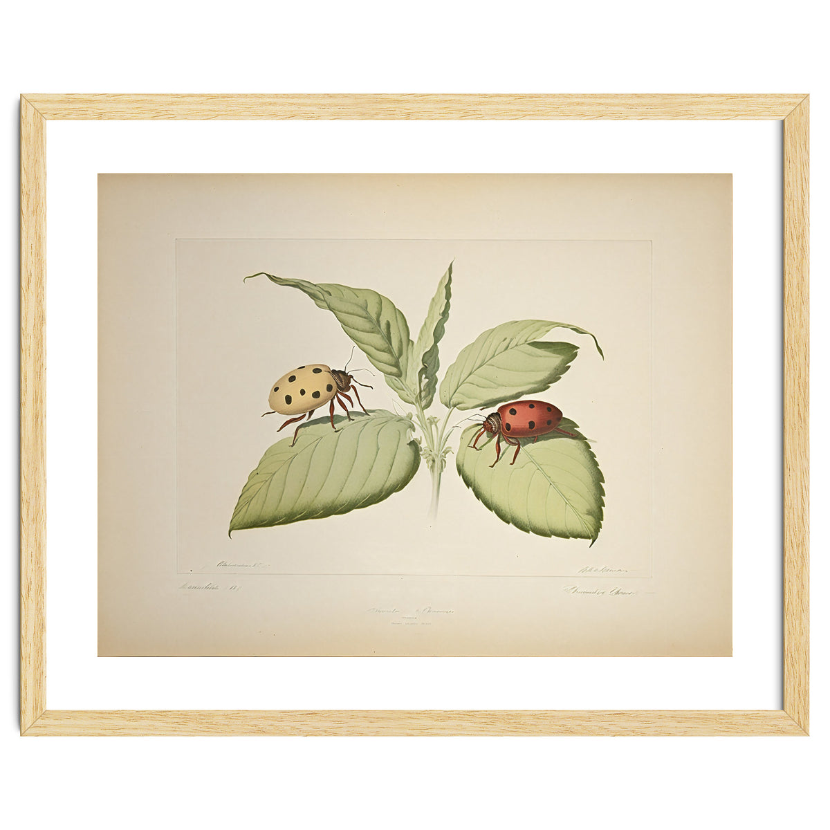 Vintage Ladybirds Illustration