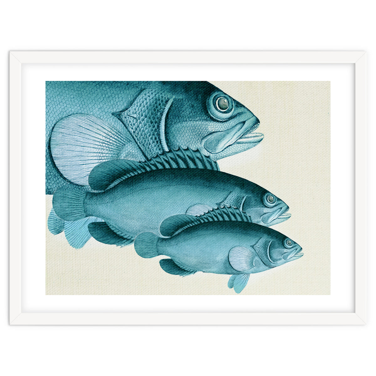 Fish Classic Designs 4