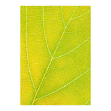 Autumn Leaf (Print Only) thumbnail